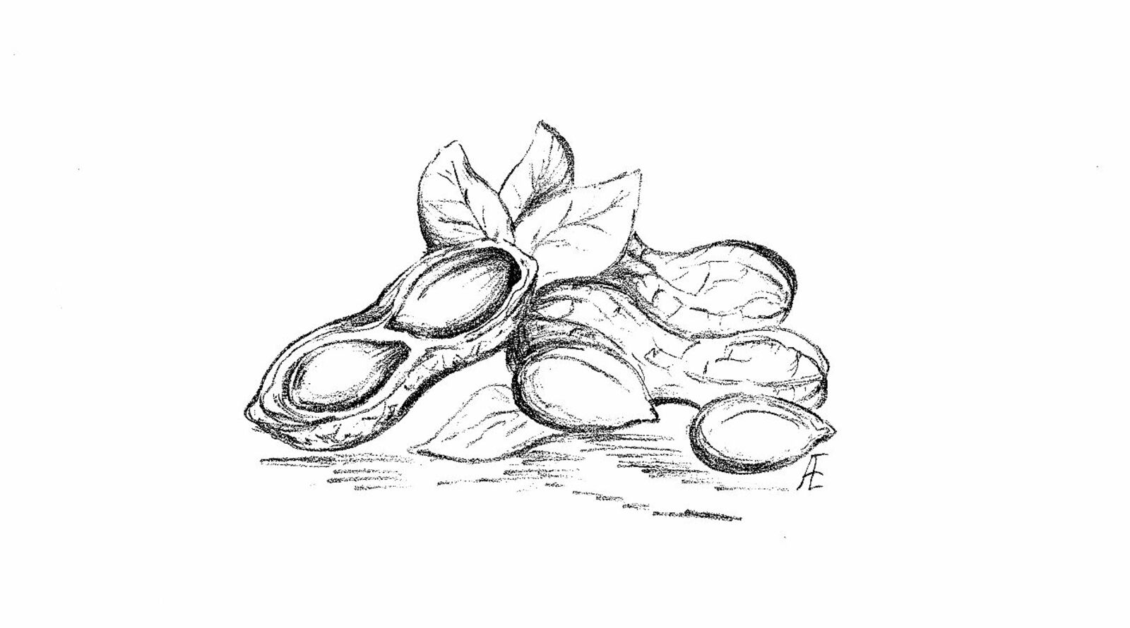 Рисунок: Елена Аллаярова, «КЗ».