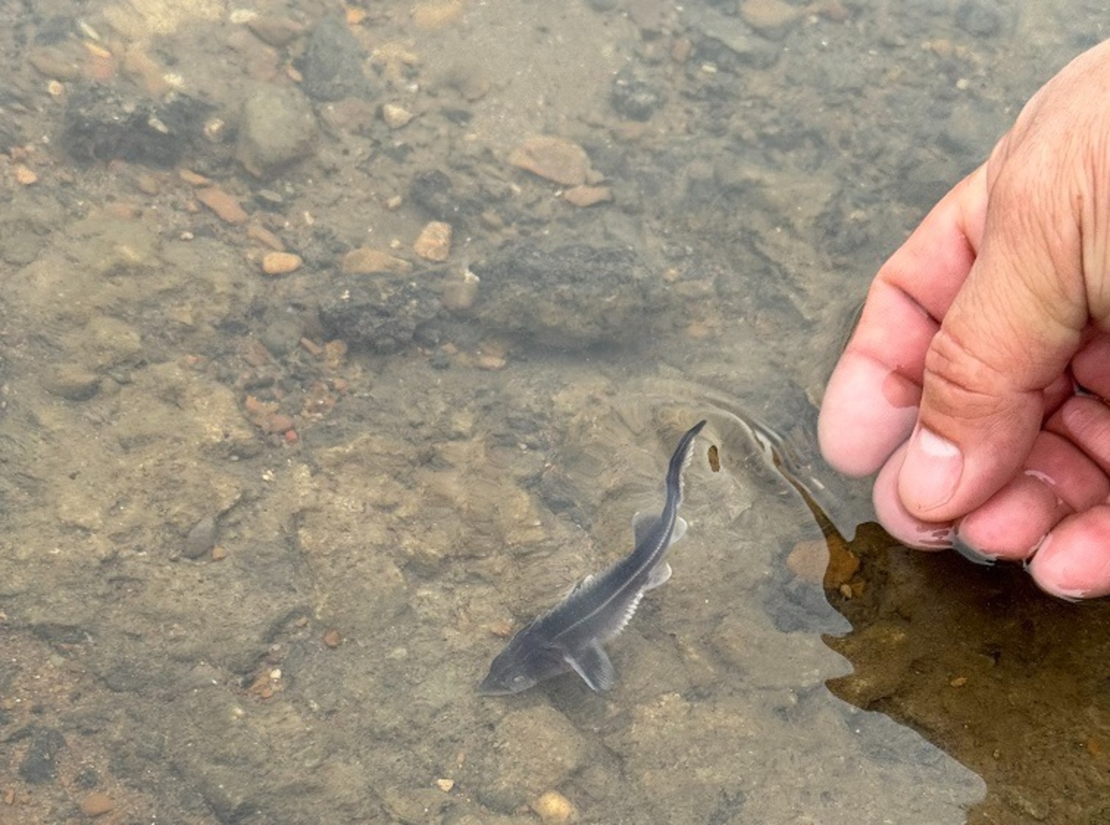 Л. Туктамышова