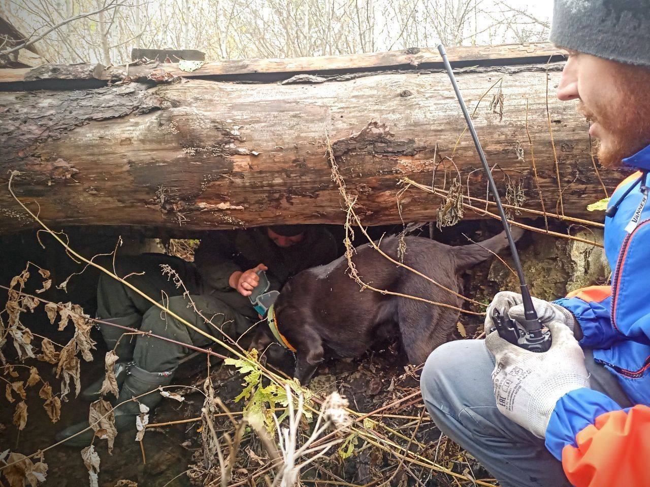 В Башкирии возможности собак-спасателей оценены на учебно-тренировочных сборах