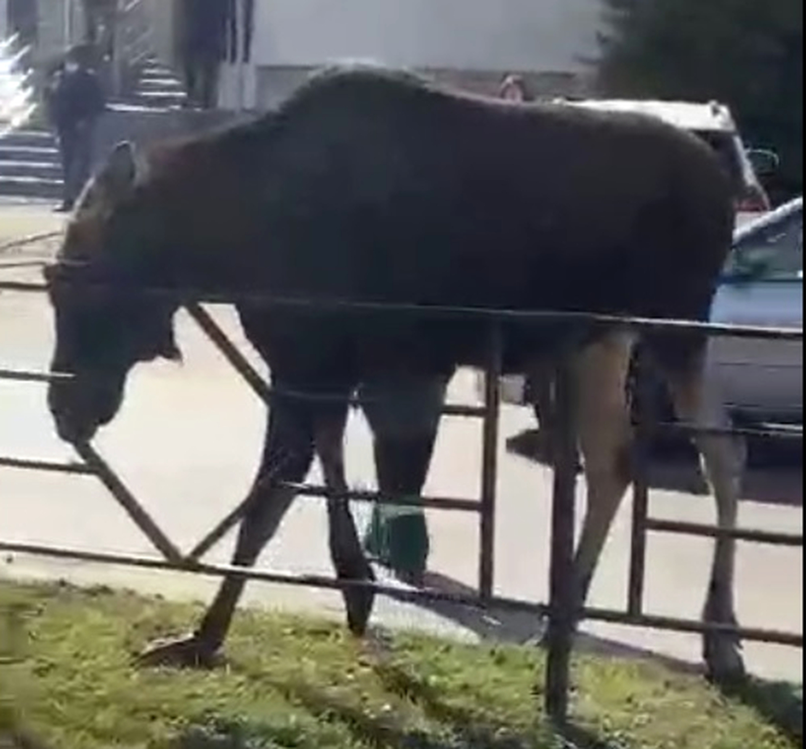 В Нефтекамске на улицы города выбежал молодой лось