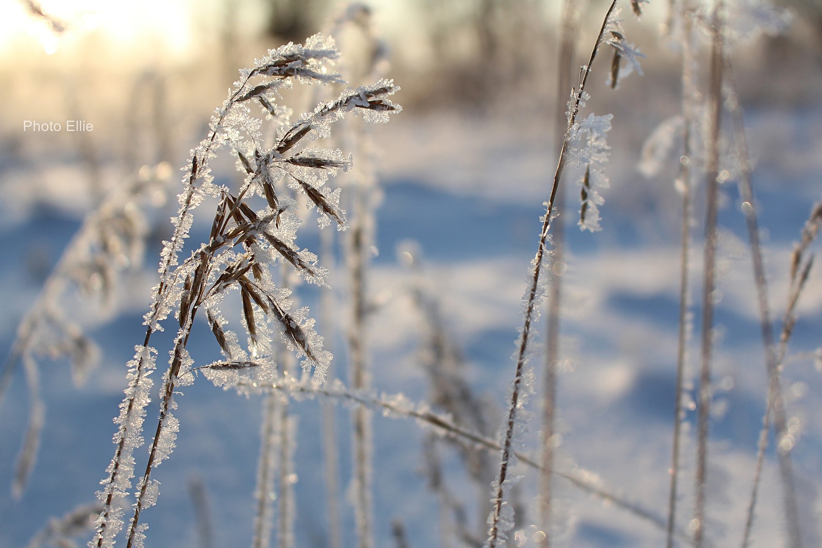 Эльвина Мазитова.